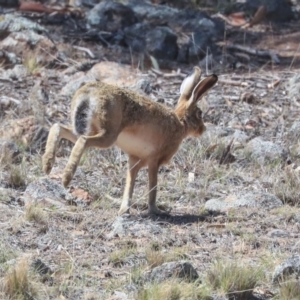 Lepus capensis at Dunlop, ACT - 14 Feb 2020 11:03 AM