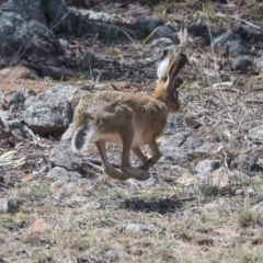 Lepus capensis at Dunlop, ACT - 14 Feb 2020