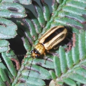 Monolepta froggatti at Windellama, NSW - 11 Feb 2020