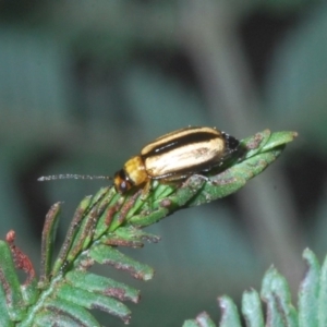 Monolepta froggatti at Windellama, NSW - 11 Feb 2020