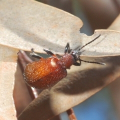 Ecnolagria grandis (Honeybrown beetle) at Windellama, NSW - 11 Feb 2020 by Harrisi
