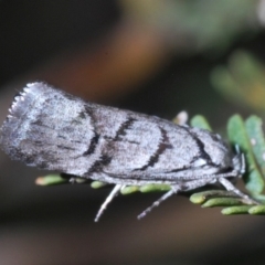 Lichenaula onychodes (A Xyloryctid moth) at Windellama, NSW - 11 Feb 2020 by Harrisi