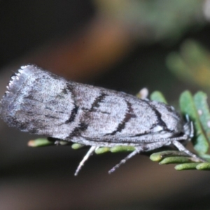 Lichenaula onychodes at Windellama, NSW - 11 Feb 2020 12:37 PM