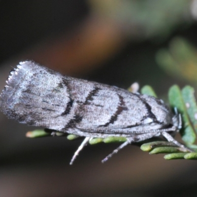 Lichenaula onychodes (A Xyloryctid moth) at Windellama, NSW - 11 Feb 2020 by Harrisi
