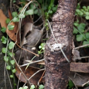 Asplenium flabellifolium at Hackett, ACT - 30 Mar 2014