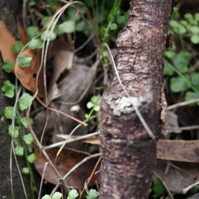 Asplenium flabellifolium (Necklace Fern) at Mount Majura - 30 Mar 2014 by AaronClausen