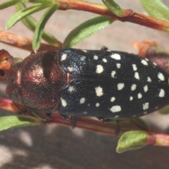 Diphucrania leucosticta (White-flecked acacia jewel beetle) at Tianjara, NSW - 11 Feb 2020 by Harrisi