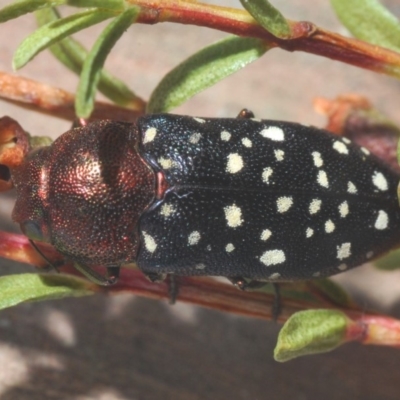 Diphucrania leucosticta (White-flecked acacia jewel beetle) at Tianjara, NSW - 11 Feb 2020 by Harrisi
