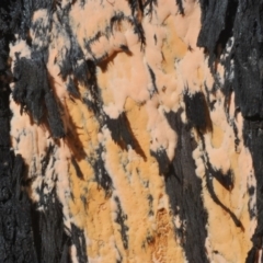 Pyronema sp. B (Cream Fire Fungus) at Coolumburra, NSW - 11 Feb 2020 by Harrisi