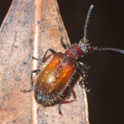 Lagriinae sp. (Subfamily) (Unidentified Long-jointed bark beetle) at Currowan State Forest - 13 Feb 2020 by Harrisi