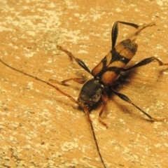 Aridaeus thoracicus (Tiger Longicorn Beetle) at Pine Island to Point Hut - 17 Dec 2019 by michaelb