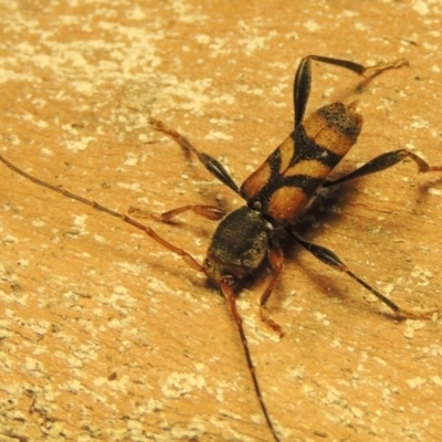 Aridaeus thoracicus (Tiger Longicorn Beetle) at Bonython, ACT - 17 Dec 2019 by MichaelBedingfield
