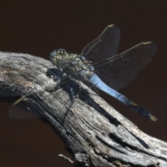 Orthetrum caledonicum (Blue Skimmer) at Mount Ainslie - 14 Feb 2020 by jb2602