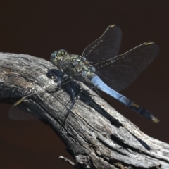 Orthetrum caledonicum (Blue Skimmer) at Majura, ACT - 14 Feb 2020 by jb2602