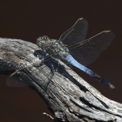 Orthetrum caledonicum (Blue Skimmer) at Majura, ACT - 14 Feb 2020 by jbromilow50