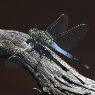 Orthetrum caledonicum (Blue Skimmer) at Majura, ACT - 14 Feb 2020 by jbromilow50