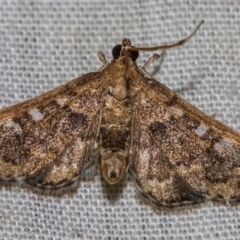 Nacoleia rhoeoalis (A Crambid moth (Spilomelinae) at Hackett, ACT - 9 Nov 2017 by Thommo17