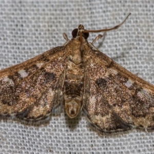 Nacoleia rhoeoalis at Hackett, ACT - 9 Nov 2017 09:53 PM