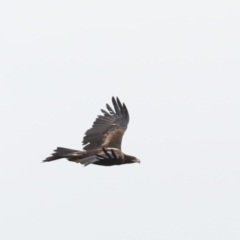 Aquila audax (Wedge-tailed Eagle) at Majura, ACT - 13 Feb 2020 by jbromilow50