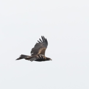 Aquila audax at Majura, ACT - 14 Feb 2020 09:47 AM