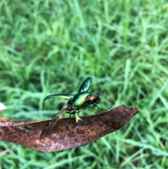 Lamprima aurata (Golden stag beetle) at Ulladulla, NSW - 13 Feb 2020 by neis