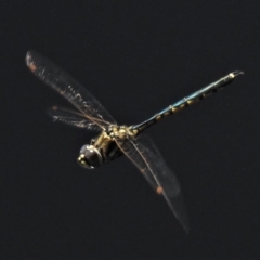 Hemicordulia tau (Tau Emerald) at Forde, ACT - 14 Feb 2020 by JohnBundock