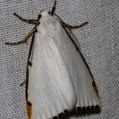 Termessa nivosa (Snowy Footman) at Black Mountain - 9 Nov 2017 by Thommo17