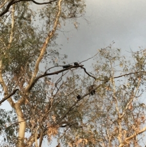 Callocephalon fimbriatum at Hughes, ACT - 14 Feb 2020