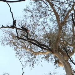 Callocephalon fimbriatum at Hughes, ACT - suppressed