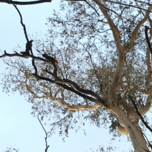 Callocephalon fimbriatum at Hughes, ACT - suppressed