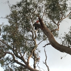 Callocephalon fimbriatum at Hughes, ACT - 14 Feb 2020