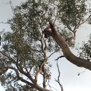 Callocephalon fimbriatum at Hughes, ACT - 14 Feb 2020