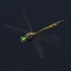 Hemicordulia australiae (Australian Emerald) at Mulligans Flat - 14 Feb 2020 by JohnBundock