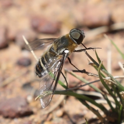 Villa sp. (genus) (Unidentified Villa bee fly) at Mount Ainslie - 14 Feb 2020 by jb2602