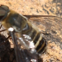 Villa sp. (genus) at Majura, ACT - 14 Feb 2020