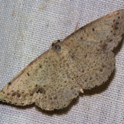 Taxeotis intextata (Looper Moth, Grey Taxeotis) at Black Mountain - 9 Nov 2017 by Thommo17