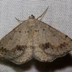 Taxeotis intextata (Looper Moth, Grey Taxeotis) at Black Mountain - 9 Nov 2017 by Thommo17