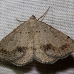 Taxeotis intextata (Looper Moth, Grey Taxeotis) at Hackett, ACT - 9 Nov 2017 by Thommo17
