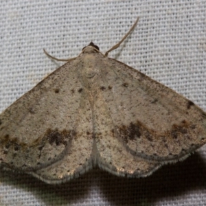 Taxeotis intextata at Hackett, ACT - 9 Nov 2017 09:15 PM