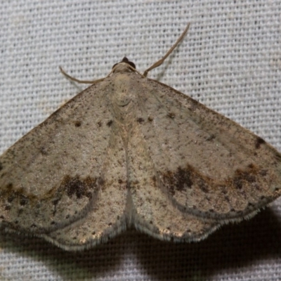 Taxeotis intextata (Looper Moth, Grey Taxeotis) at Black Mountain - 9 Nov 2017 by Thommo17