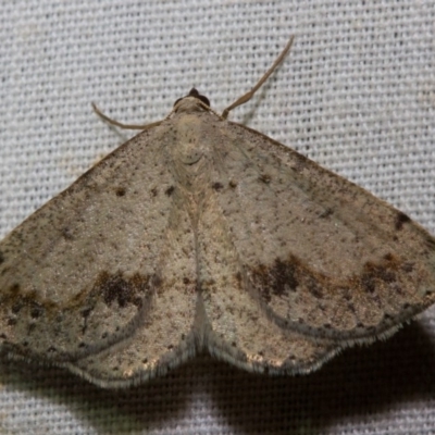 Taxeotis intextata (Looper Moth, Grey Taxeotis) at Hackett, ACT - 9 Nov 2017 by Thommo17