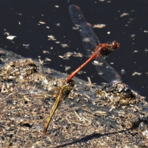 Diplacodes bipunctata at Amaroo, ACT - 14 Feb 2020