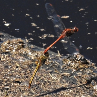 Diplacodes bipunctata (Wandering Percher) at Mulligans Flat - 14 Feb 2020 by JohnBundock