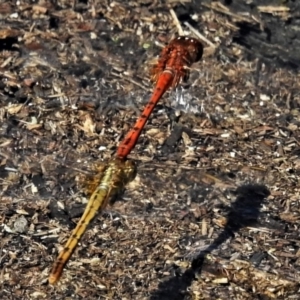 Diplacodes bipunctata at Amaroo, ACT - 14 Feb 2020