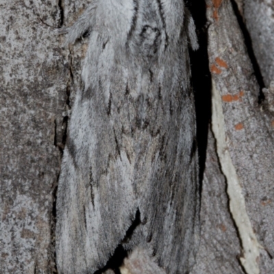 Destolmia lineata (Streaked Notodontid Moth) at Black Mountain - 9 Nov 2017 by Thommo17
