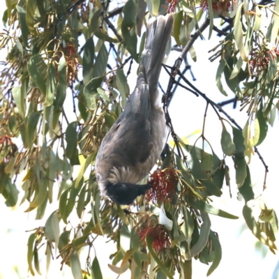 Philemon corniculatus (Noisy Friarbird) at Mount Ainslie - 14 Feb 2020 by jb2602