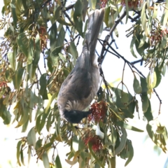 Philemon corniculatus (Noisy Friarbird) at Majura, ACT - 14 Feb 2020 by jbromilow50