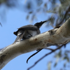 Philemon corniculatus at Majura, ACT - 14 Feb 2020