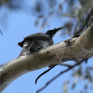 Philemon corniculatus at Majura, ACT - 14 Feb 2020