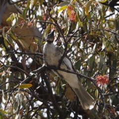 Philemon corniculatus at Majura, ACT - 14 Feb 2020